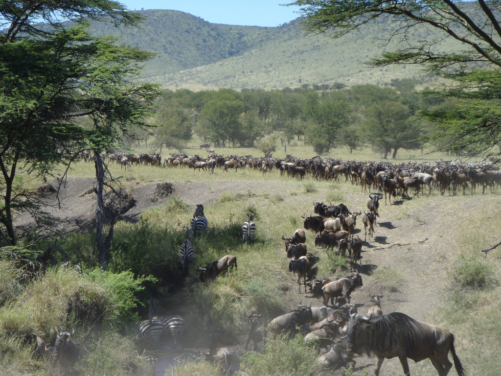 Your Guide To ‘The Great Wildebeest Migration’ in Africa
