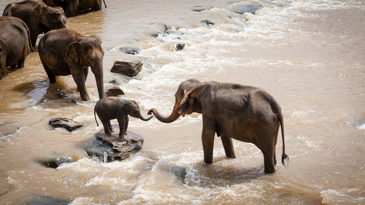 Photo of elephants taken during an African Safari trip.