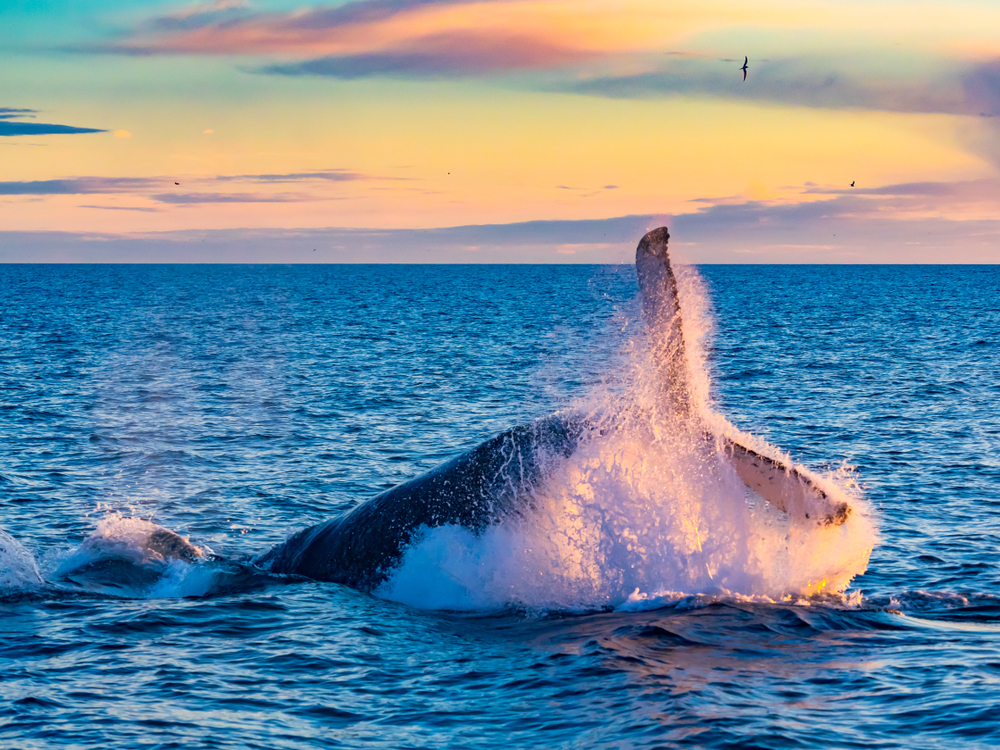 new england whale watching tour